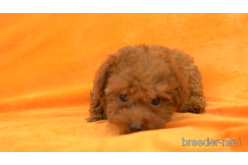 成約済の東京都のタイニープードル-154163の2枚目